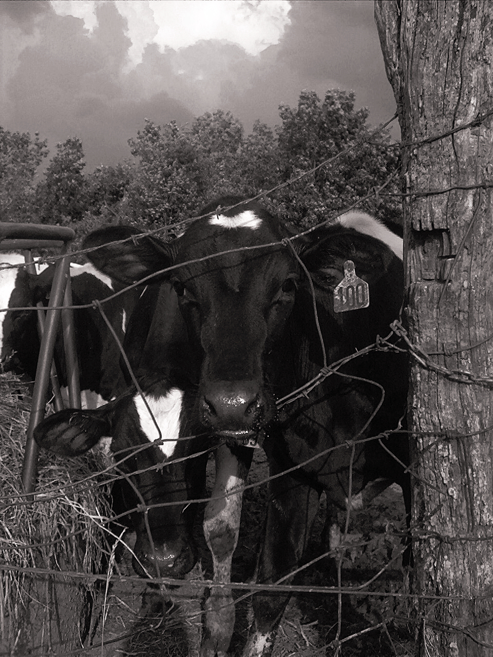 summer-calves-1-1401898 copy