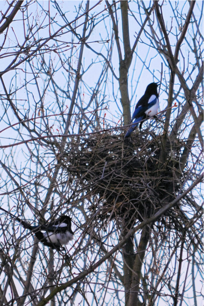 Screenshot 2024-04-10 at 11.14.46 AM